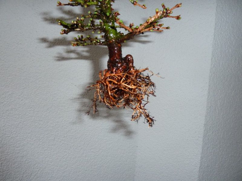P1050394.jpg