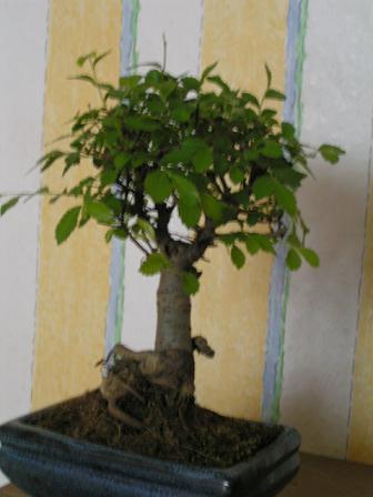 PICT0057small.JPG
