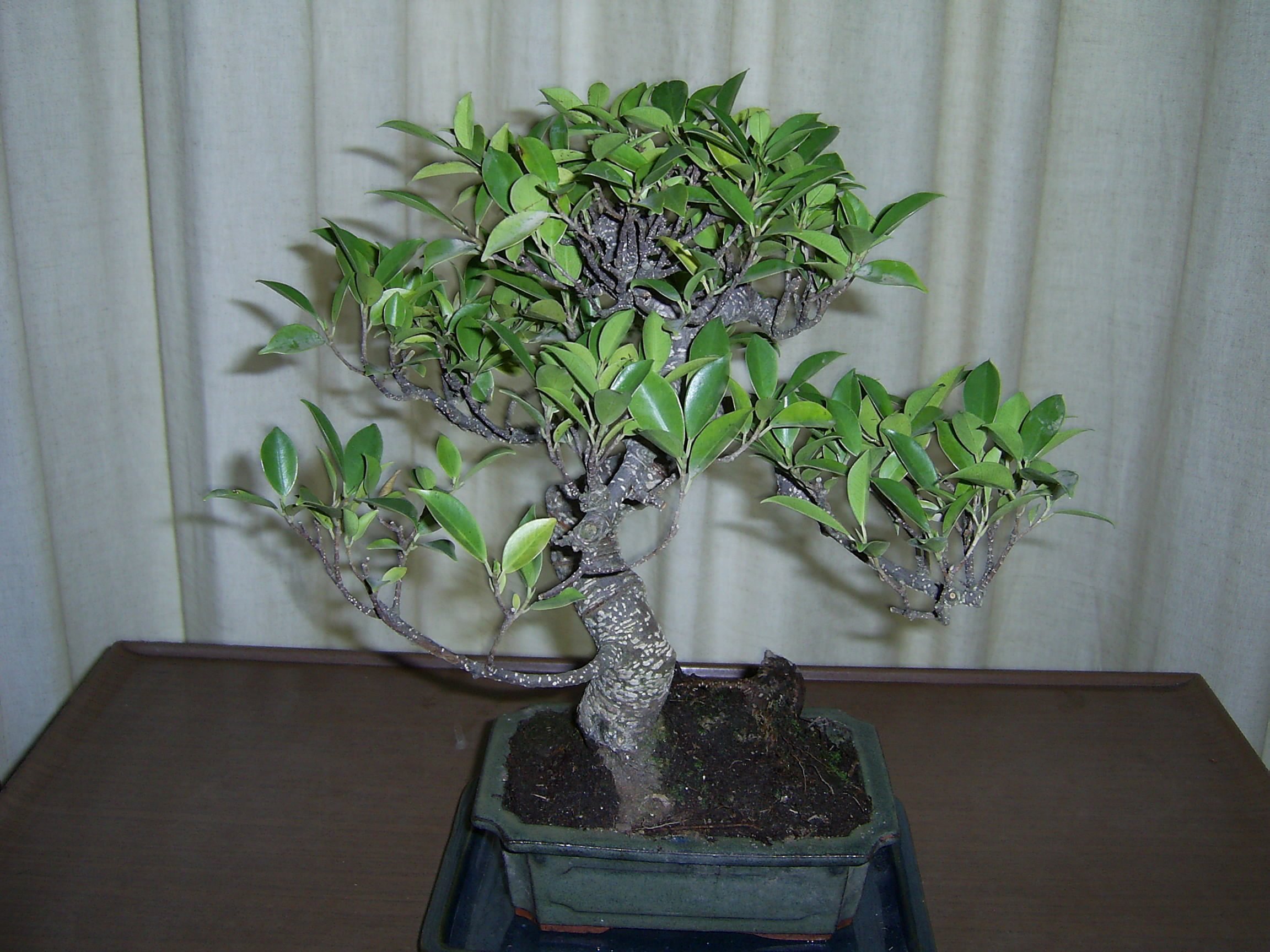 ficus retusa 02.06 Klein.jpg
