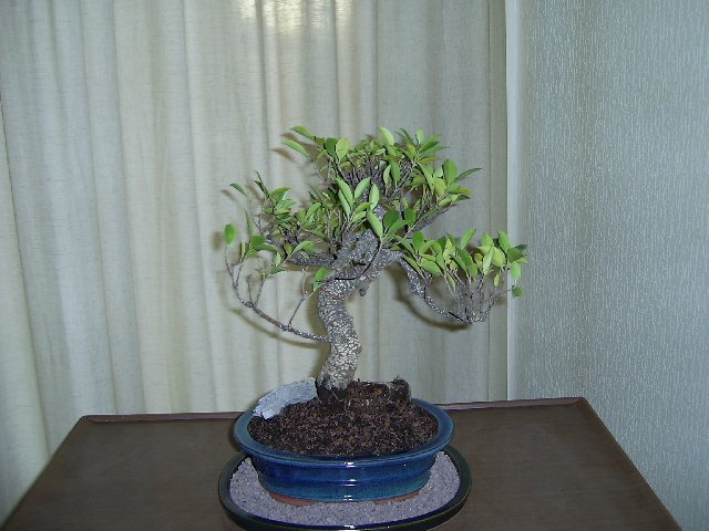 Bonsai_23[1].02.06_nach_umtopfen_640x480.jpg