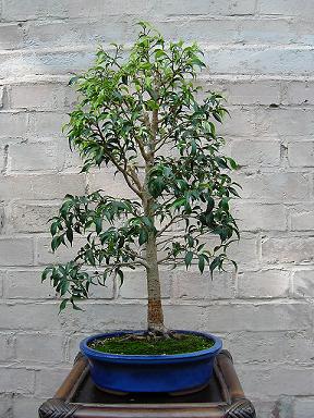 3.9.2005.JPG