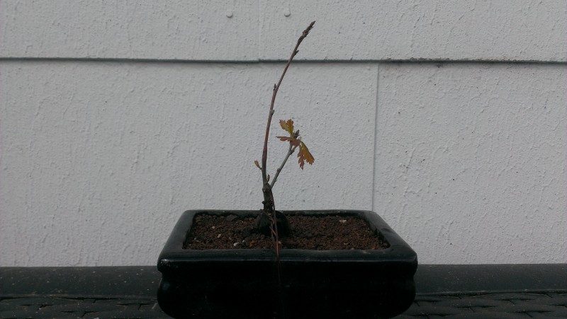 IMAG0567 (Andere).jpg