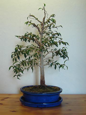 24.2.2006.JPG