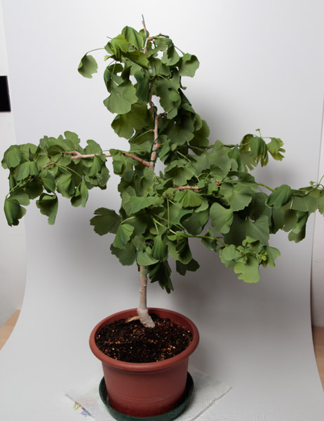 Ginkgo_2013_01.jpg