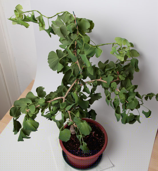Ginkgo_2013_02.jpg