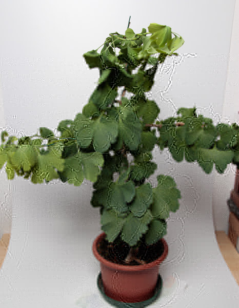 Ginkgo_2013_03.jpg