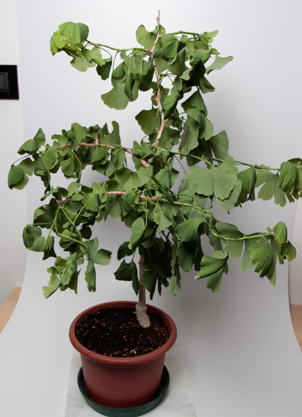 Ginkgo_2013_04.jpg