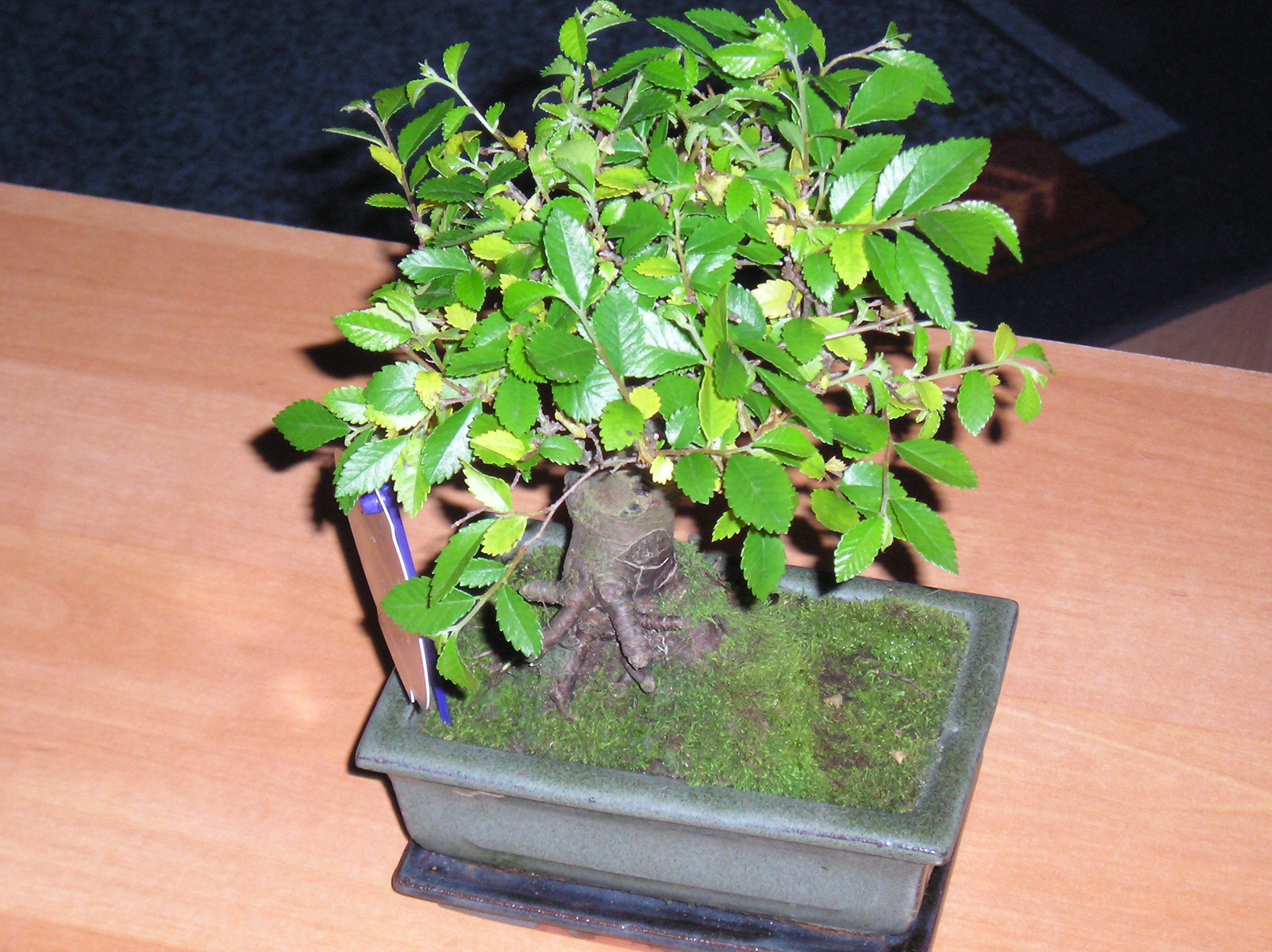 P1010001.JPG