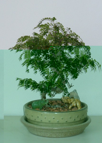 Pfeffi 072013.JPG