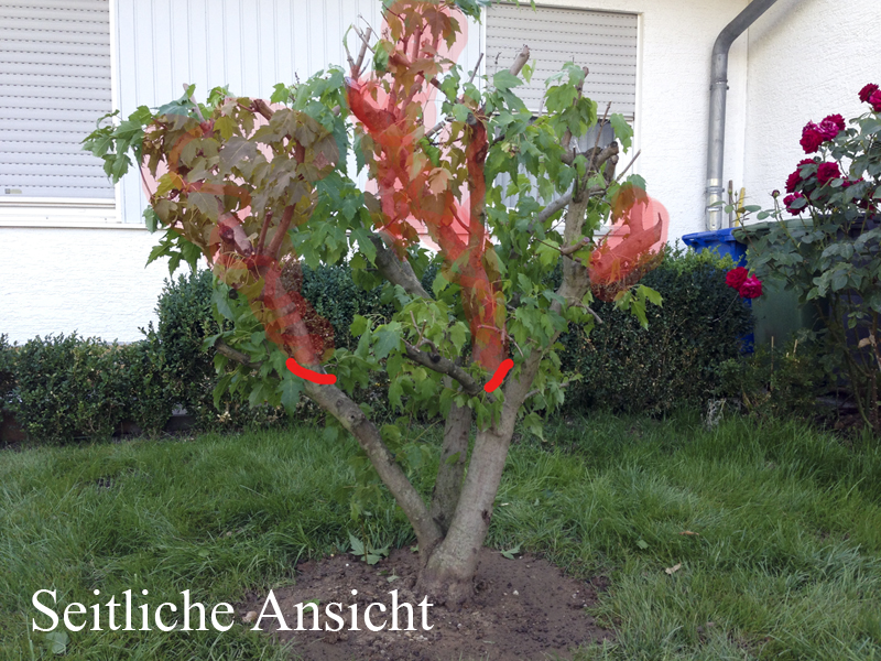 IMG_0574-seitlich.jpg