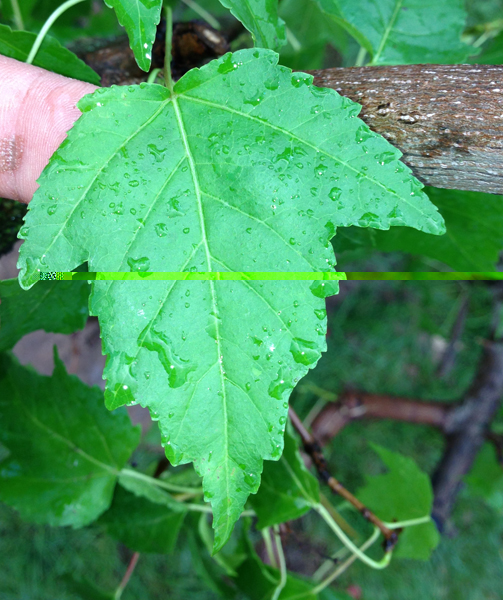 Ist dies ein Dreispitz-Ahorn?<br />(Acer buergerianum)