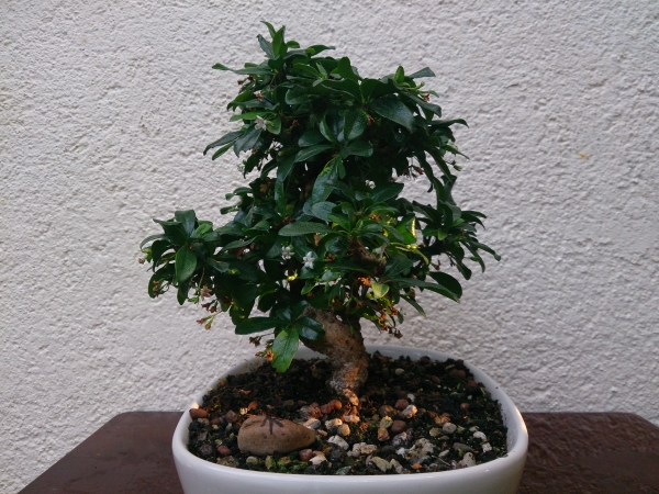 carmona fukientee 3.jpg