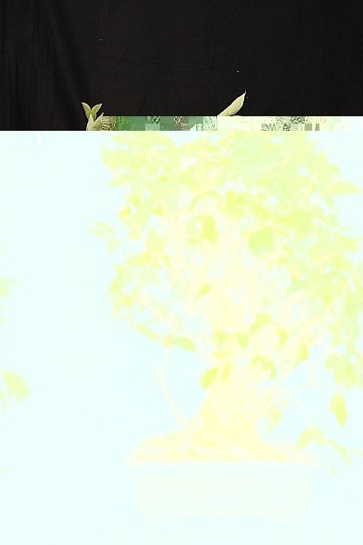 Lonicera_1kl.jpg