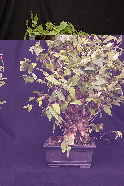 Lonicera_4kl.jpg