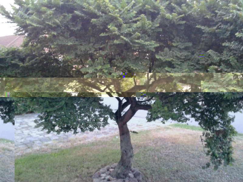 Baum groß.jpg