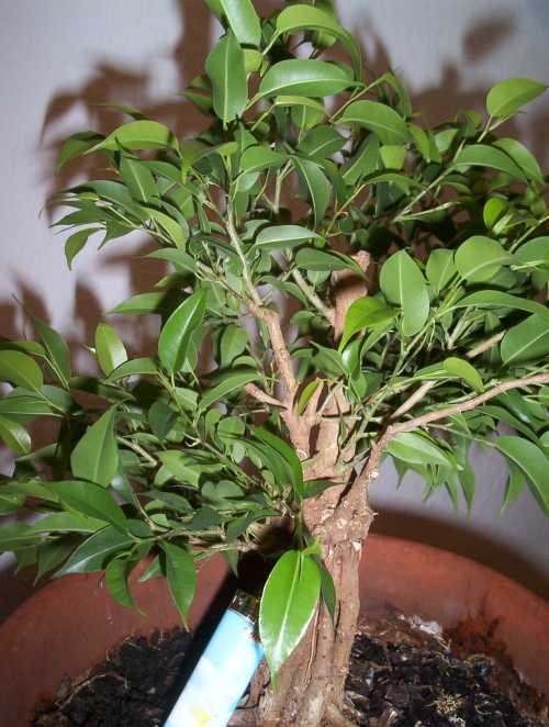 ficus1.jpg