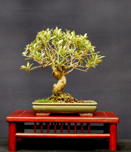 europäische Olive