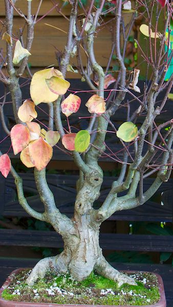 Katsurabaum 07.10.2013 015.jpg