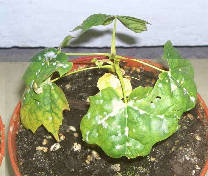 Baum.jpg