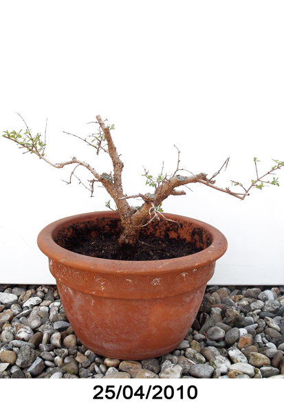 granatapfel_10_04_25