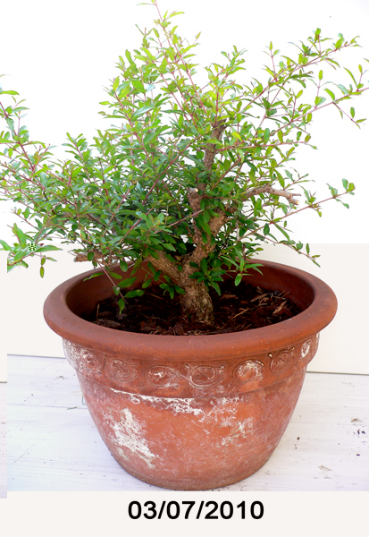 granatapfel_10_07_03