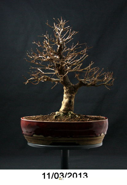 granatapfel_13_03_11