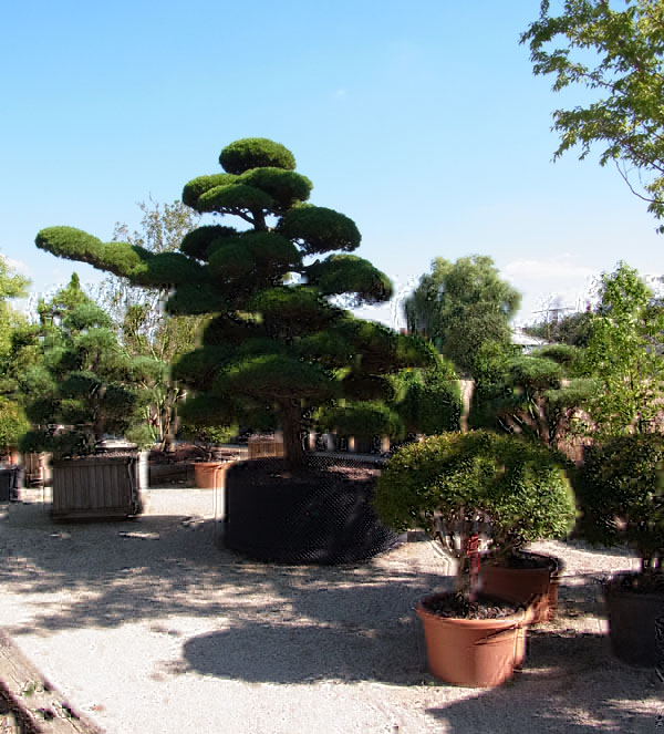 Gartenb2.jpg