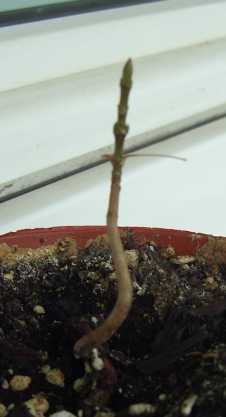 Baum-Bonsai-.jpg