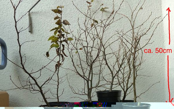 P1100642.jpg