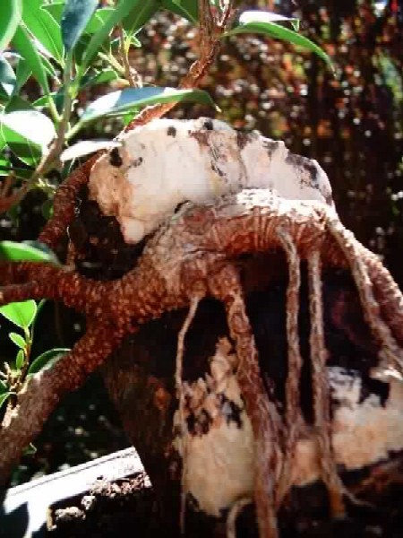 Auschnitt von Ficus nat., 8 Jahre, aus Ableger