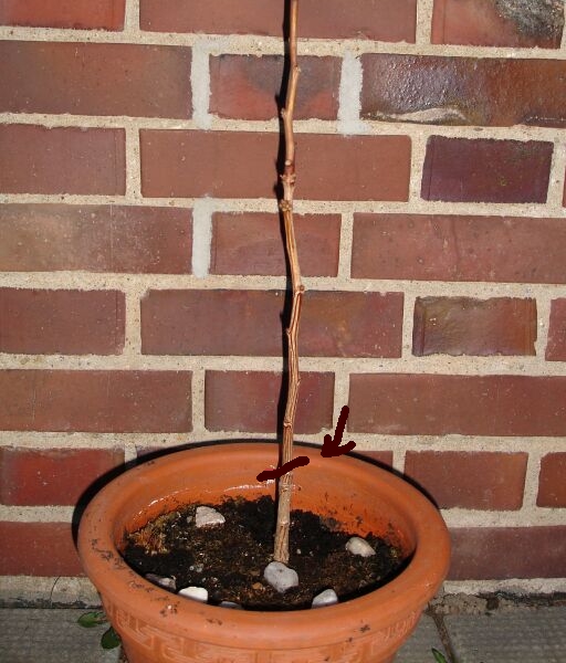 ginkgo_biloba.jpg