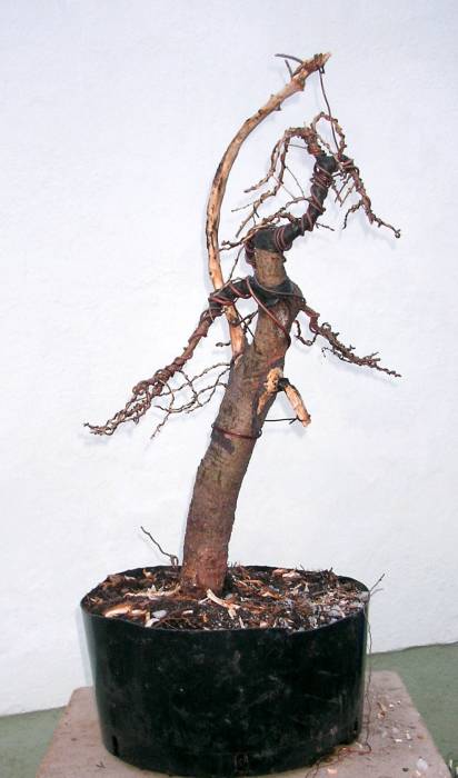 113L_decidua2006_03n.JPG