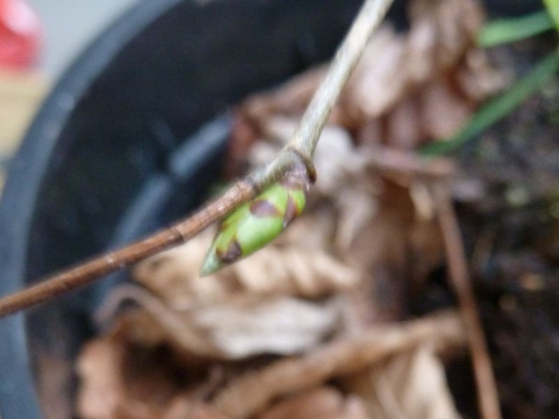 P1120248.jpg